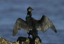 gcormorant9727