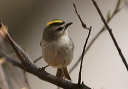 goldencrownedkinglet802