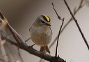 goldencrownedkinglet806