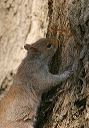 gsquirrel022