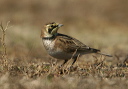 horned_lark786