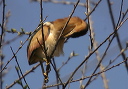 leastbittern002