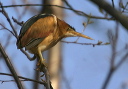 leastbittern081
