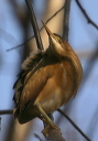 leastbittern085