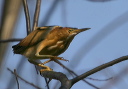 leastbittern088