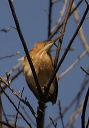leastbittern863