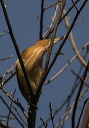 leastbittern873