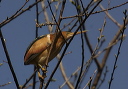 leastbittern908