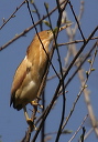 leastbittern956