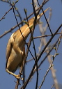 leastbittern957