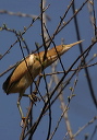 leastbittern959