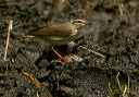 lwaterthrush209