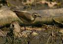 lwaterthrush225