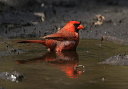 ncardinal199