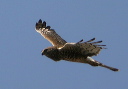 nharrier347