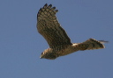 nharrier350