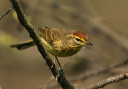 palmwarbler253