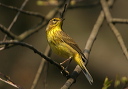 palmwarbler259
