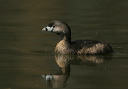 piedbilledgrebe137