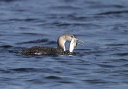 redthroatedloon9697