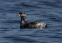 rngrebe_img_9770