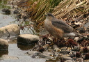 sharpshinnedhawk835