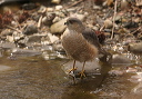 sharpshinnedhawk844