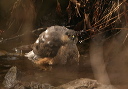 sharpshinnedhawk857