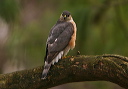 sharpshinnedhawk9814
