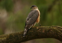 sharpshinnedhawk9826