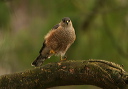 sharpshinnedhawk9828