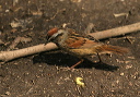 swampsparrow242