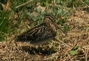 wilson_s_snipe174
