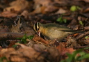 wormeatingwarbler296