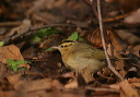 wormeatingwarbler298