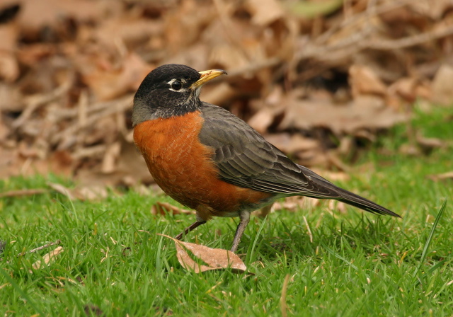 Turdus migratorius Turdidae