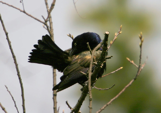 Quiscalus quiscula Icteridae