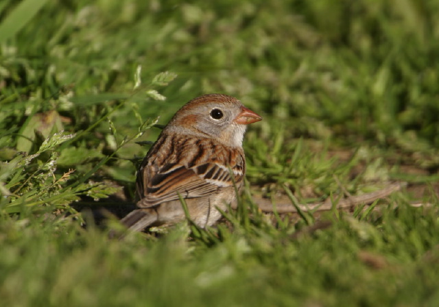 Spizella pusilla Emberizidae