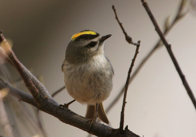 Regulus satrapa Regulus satrapa