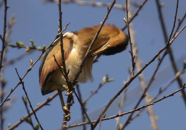 Ixobrychus exilis Ardeidae