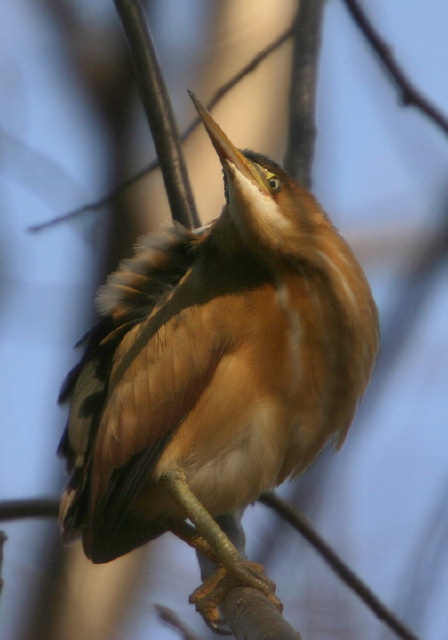 Ixobrychus exilis Ardeidae