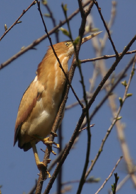 Ixobrychus exilis Ardeidae
