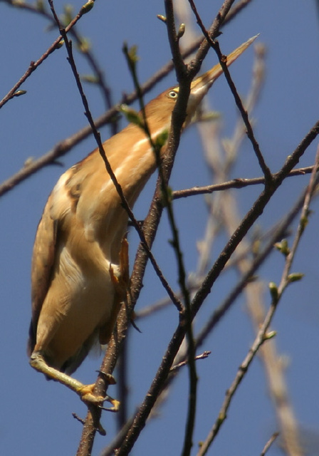 Ixobrychus exilis Ardeidae