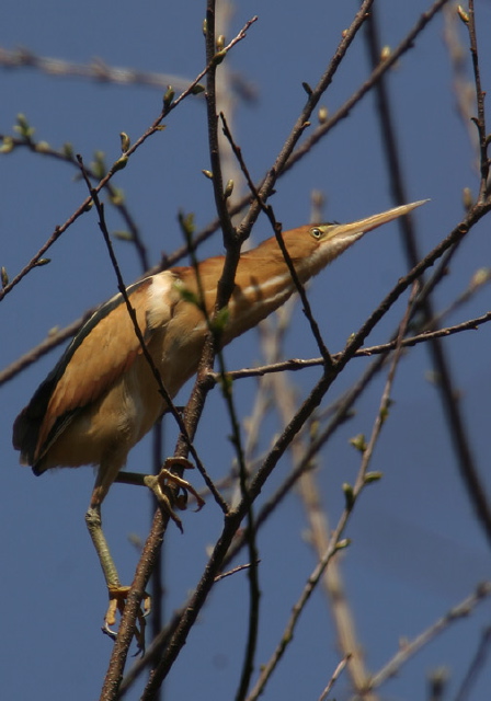 Ixobrychus exilis Ardeidae