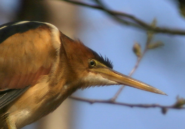 Ixobrychus exilis Ardeidae