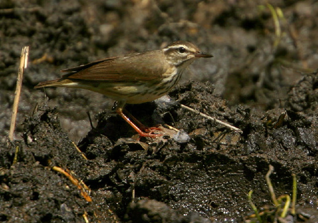 Seiurus motacilla Parulidae