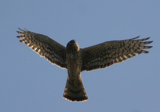 Circus cyaneus Accipitridae