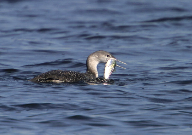 Gavia stellata Gaviidae