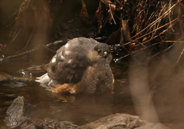 Accipiter striatus Accipitridae