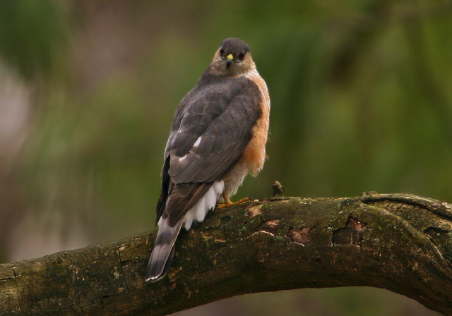 Accipiter striatus Accipitridae